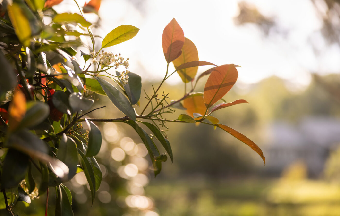 Ashbourne by Novm Land For Sale in Moss Vale